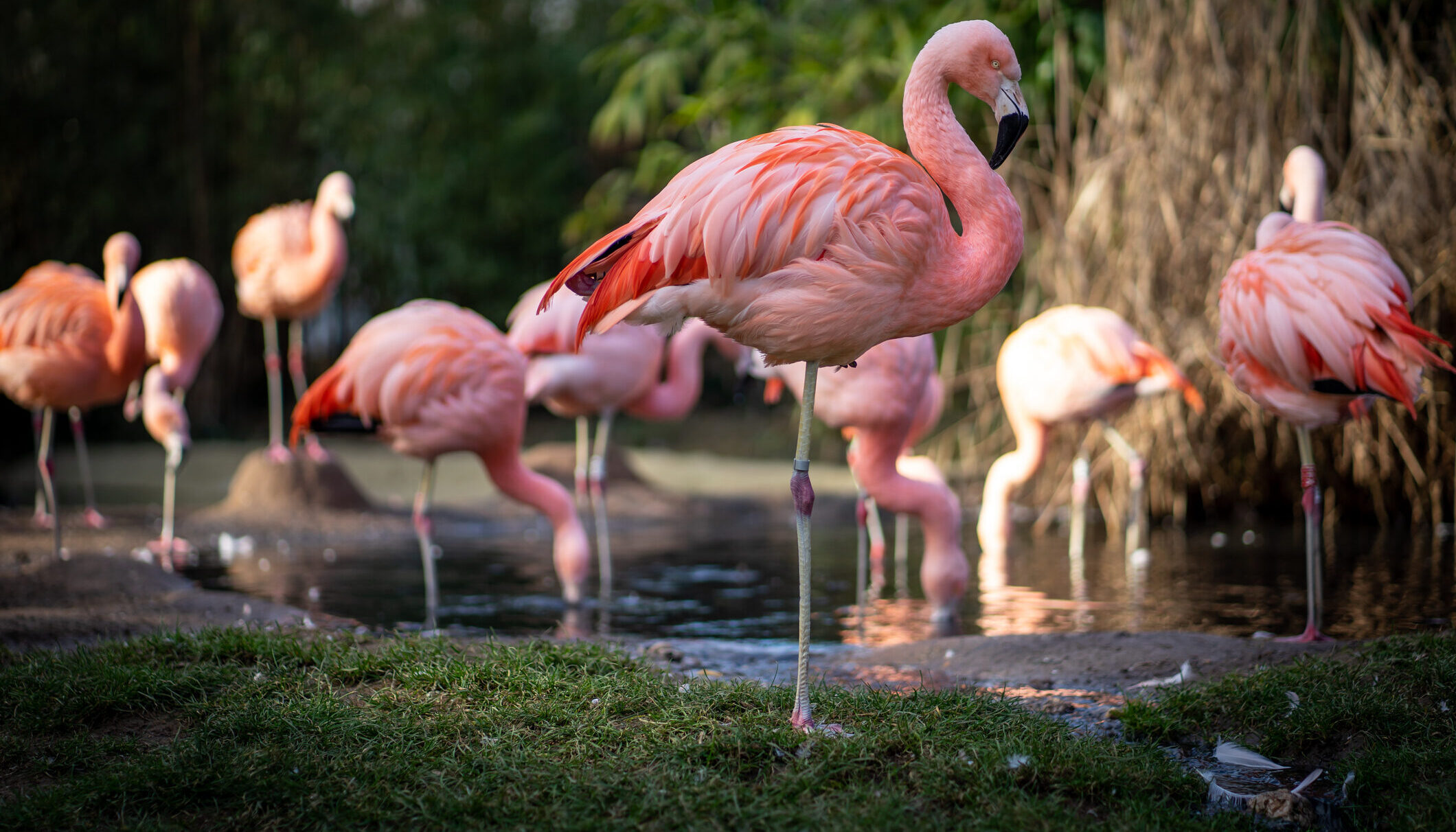 Kort Commentaar Omgevingsrecht | Week 39