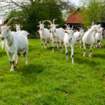 Wanneer is het voorzorgsbeginsel van toepassing bij vestiging van een geitenhouderij?