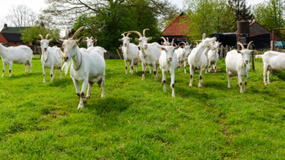 Wanneer is het voorzorgsbeginsel van toepassing bij vestiging van een geitenhouderij?