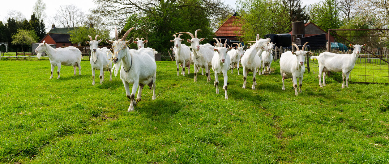 Wanneer is het voorzorgsbeginsel van toepassing bij vestiging van een geitenhouderij?